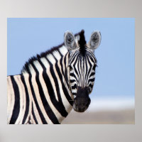 Zebra sieht dich mit blauem Himmelslicht Foto an