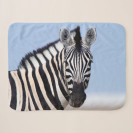 Zebra sieht dich mit blauem Himmelslicht Foto an Sherpadecke