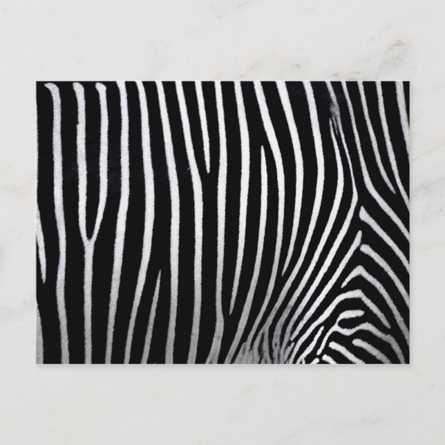 Zebra Skin Postkarte (Vorderseite)
