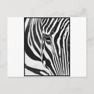 Zebra Stare Postkarte