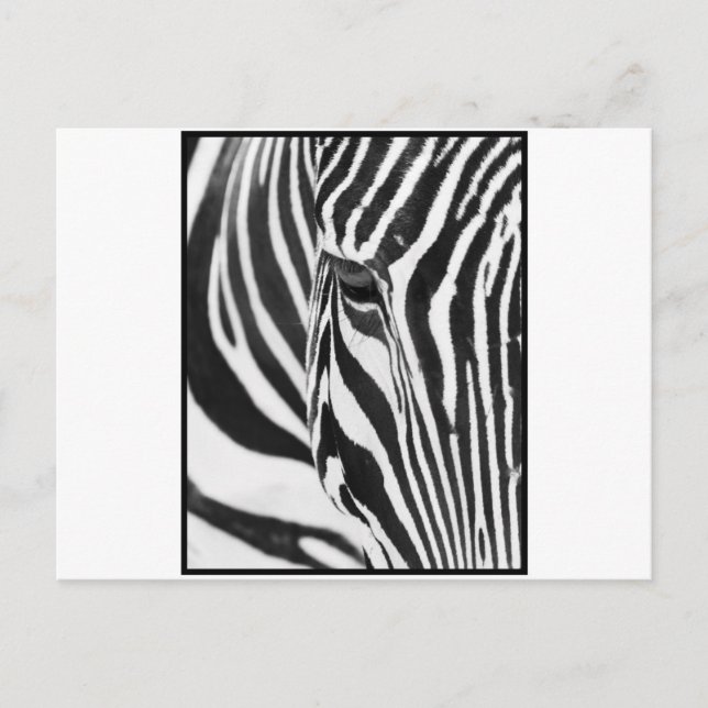 Zebra Stare Postkarte (Vorderseite)