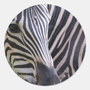 Zebra Sticker