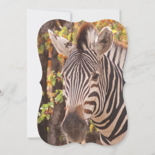 Zebra-Streifen nah in einem Mopanwald-Foto