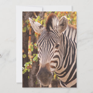Zebra-Streifen nah in einem Mopanwald-Foto Dankeskarte