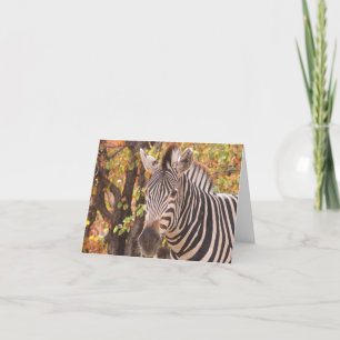 Zebra-Streifen nah in einem Mopanwald-Foto Dankeskarte