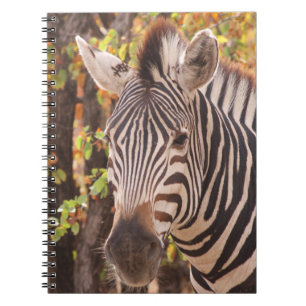 Zebra-Streifen nah in einem Mopanwald-Foto Notizblock