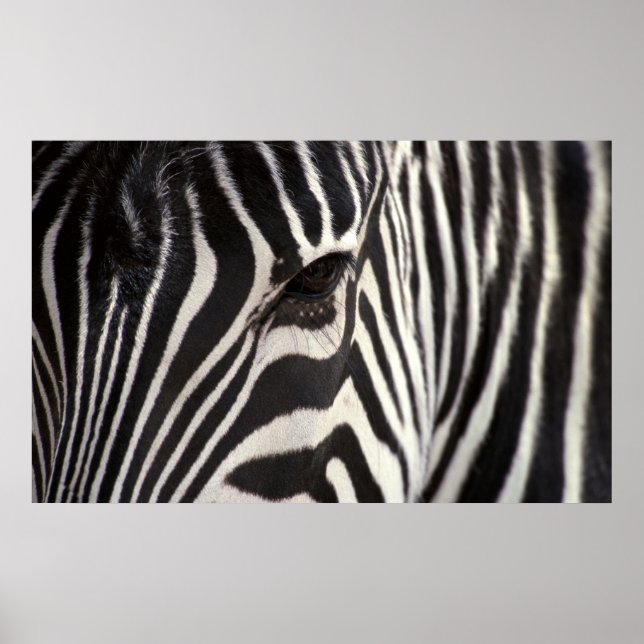 Zebra Stripe Pattern & Auge Poster (Vorne)