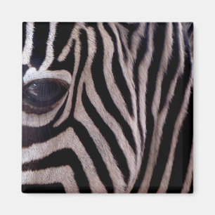 Zebra Stripes Magnet