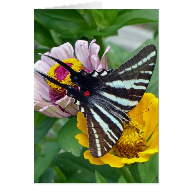 Zebra Swallowtail+Japonais Beetle (Devant)