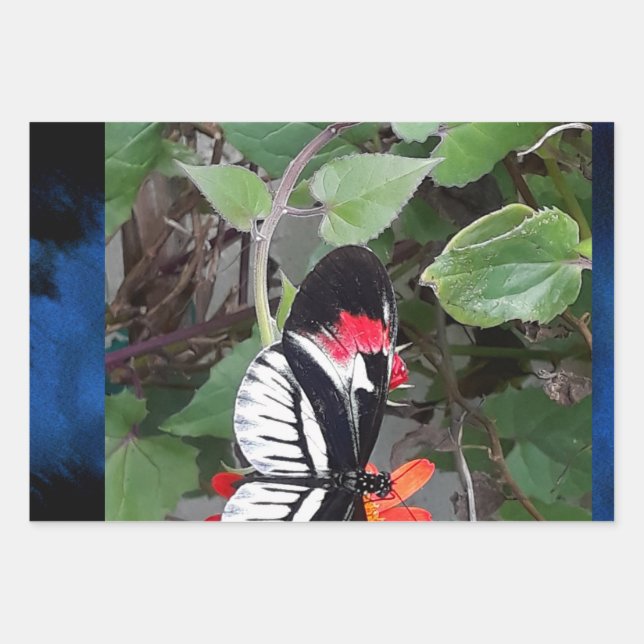 Zebra tail butterfly geschenkpapier set (Vorderseite)