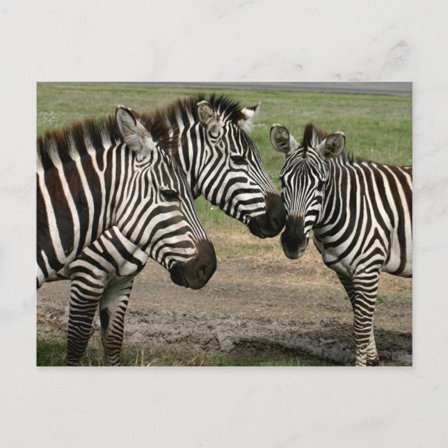 Zebra Talk - Carte postale (Devant)