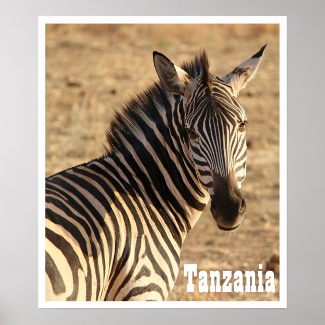 Zebra, Tansania Poster (Vorne)