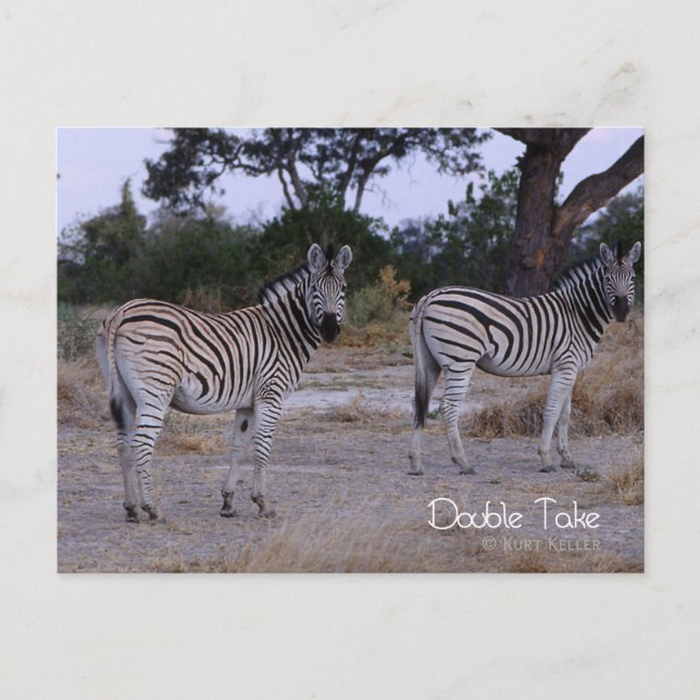 Zebra Twins Double Take Foto Postkarte (Vorderseite)