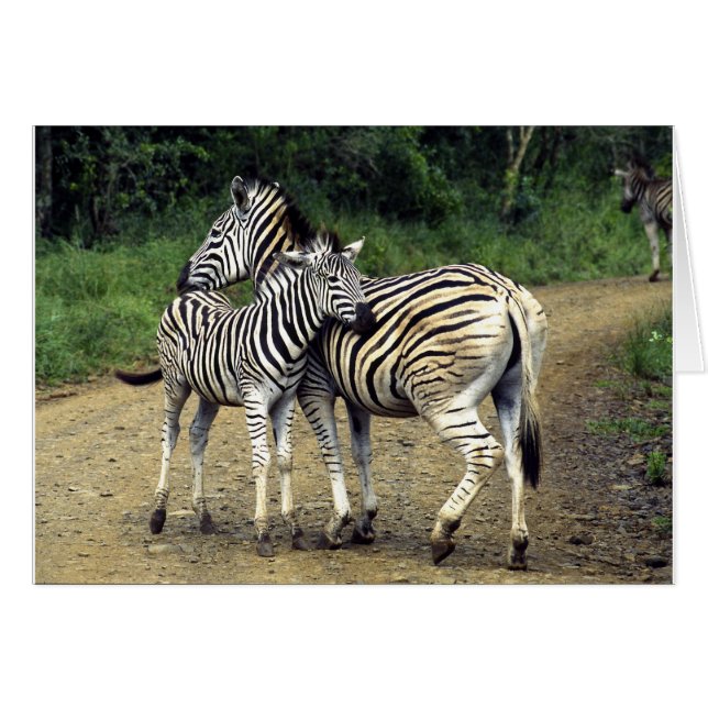 Zebra und Baby (Vorderseite (Horizontal))