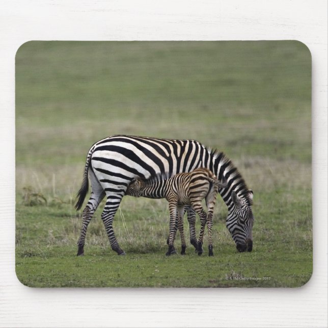 Zebra und Fossilien, Tansania Mousepad (Vorne)