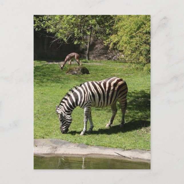 Zebra und Gazelle Postkarte (Vorderseite)
