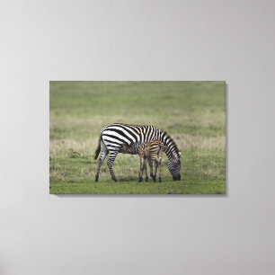 Zebra und Krankenpflegefohlen, Tansania Leinwanddruck