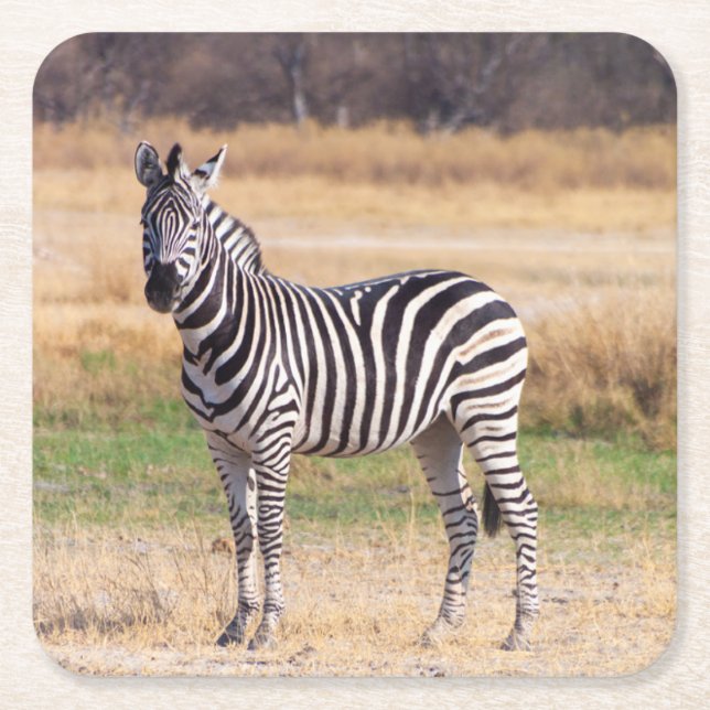 Zebra Untersetzer (Vorderseite)