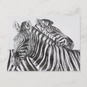 Zebra-ursprüngliches Bleistift-Zeichnen Postkarte