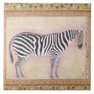 Zebra, vom "Minto Album", 1621 (Gouache auf PA Fliese