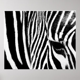 Zebra von tdgallery poster