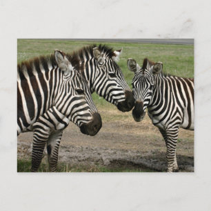 Zebra-Vortrag - Postkarte