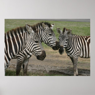 Zebra-Vortrag - Print Poster