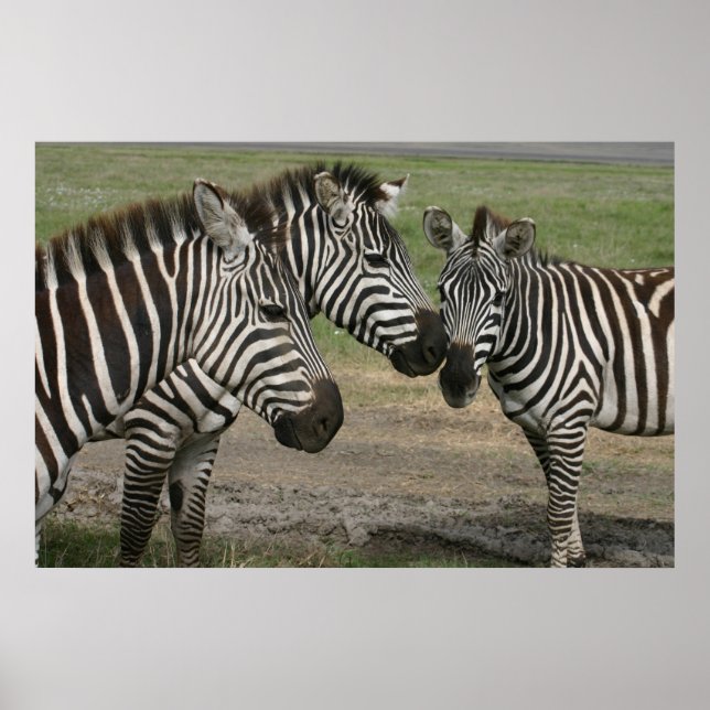 Zebra-Vortrag - Print Poster (Vorne)