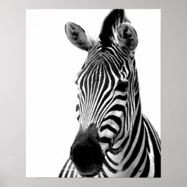 Zebra-Wilddschungel-Foto Poster