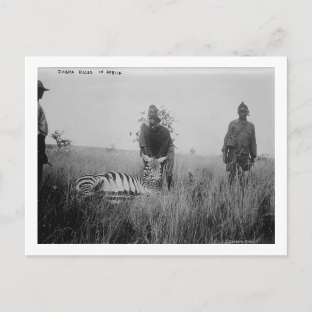 Zebra wurde von Einheimischen in Afrika getötet Fo Postkarte (Vorderseite)