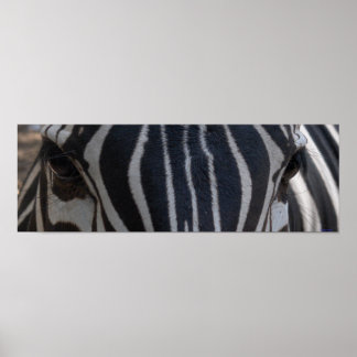 Zebra Zebra an der Wand Poster