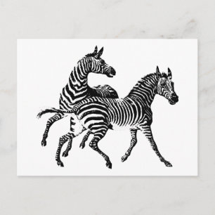 Zebra Zebras Vintage Holzgravur Postkarte
