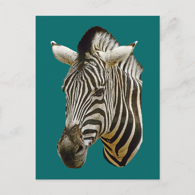 Zebra Zeichnend Postkarte (Vorderseite)