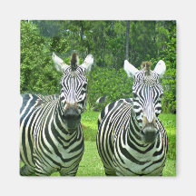 Zebra Zen: Die Schönheit der Natur in Bewegung