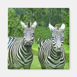Zebra Zen: Die Schönheit der Natur in Bewegung Magnet