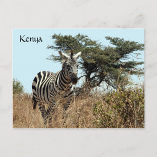 Zebraaussehen Postkarte