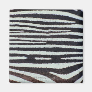 Zebrahautoberfläche Magnet