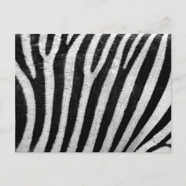 Zebrahautstruktur Postkarte (Vorderseite)