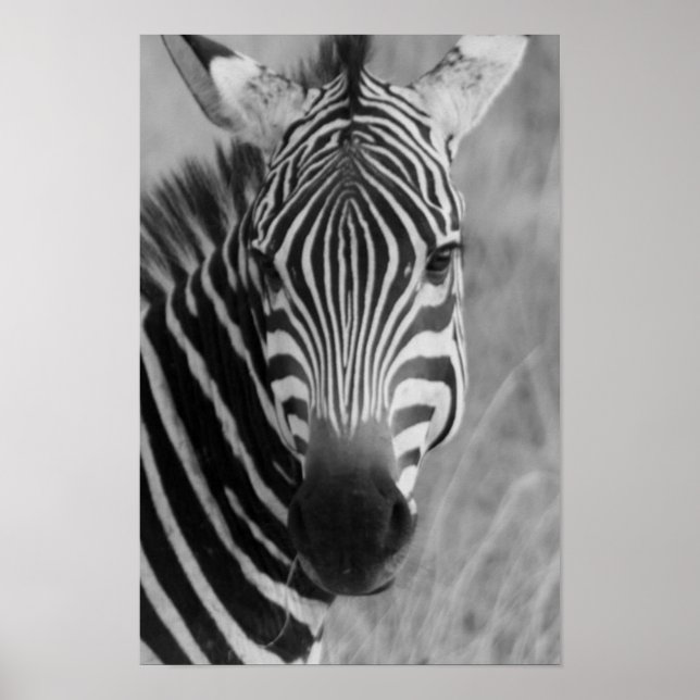 Zebraposter AB 8.99 Poster (Vorne)