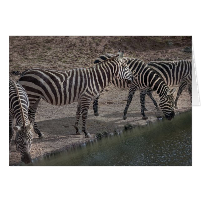 Zebras (Vorderseite (Horizontal))