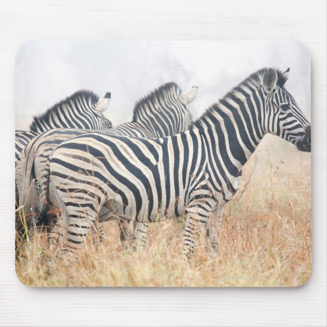 Zebras am frühen Morgen Staub, Krüger National 2 Mousepad (Vorne)