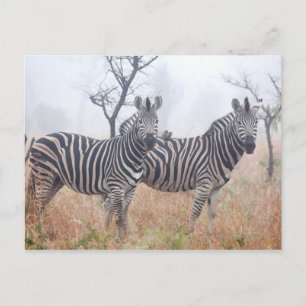 Zebras am frühen Morgen Staub, Krüger National Postkarte