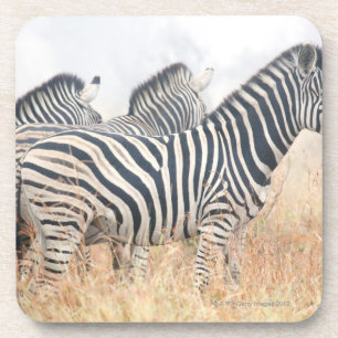 Zebras am frühen Morgen wischen, Kruger Getränkeuntersetzer