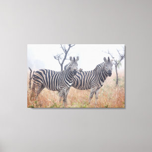 Zebras am frühen Morgen wischen, Kruger Leinwanddruck