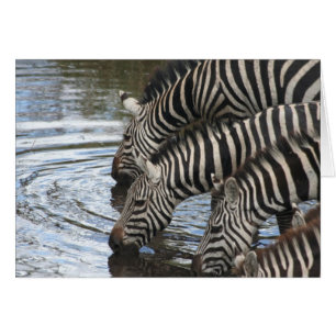 Zebras am Wasser - maßgeschneidert