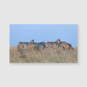 Zebras bei Dämmerung Magnetkarte