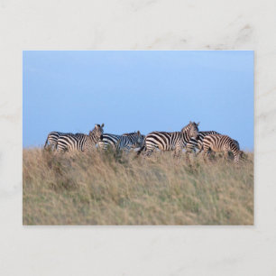 Zebras bei Dämmerung Postkarte