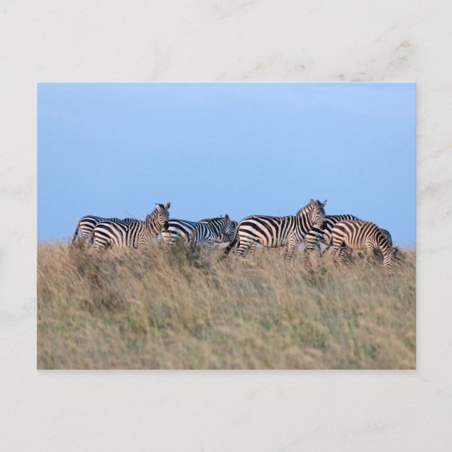 Zebras bei Dämmerung Postkarte (Vorderseite)