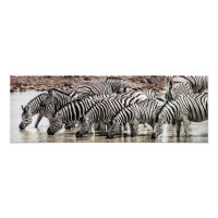 Zebras bei Waterhole