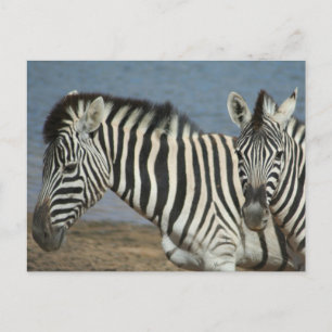 Zebras Blick auf die Kamera auf Safari Postkarte